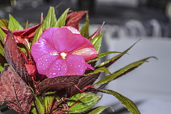Vibrant pink impatiens flower with water droplets and red leaves