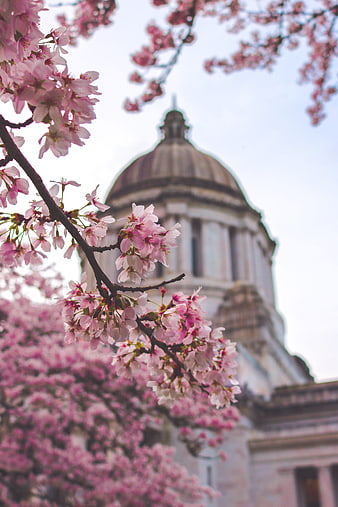 Pink Cherry Blossoms in Front of Washington State Capitol Dome