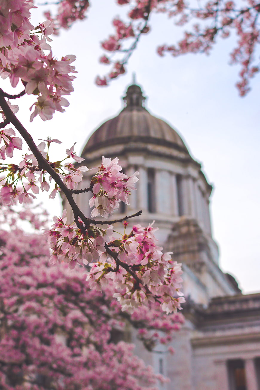 Pink Cherry Blossoms in Front of Washington State Capitol Dome