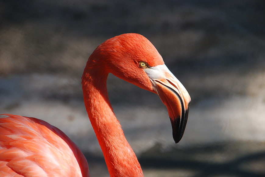 Close-up of a vibrant red flamingo head and neck