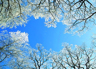 Frost-covered tree branches against a bright blue winter sky