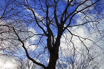 Low angle view of bare winter tree branches against blue sky