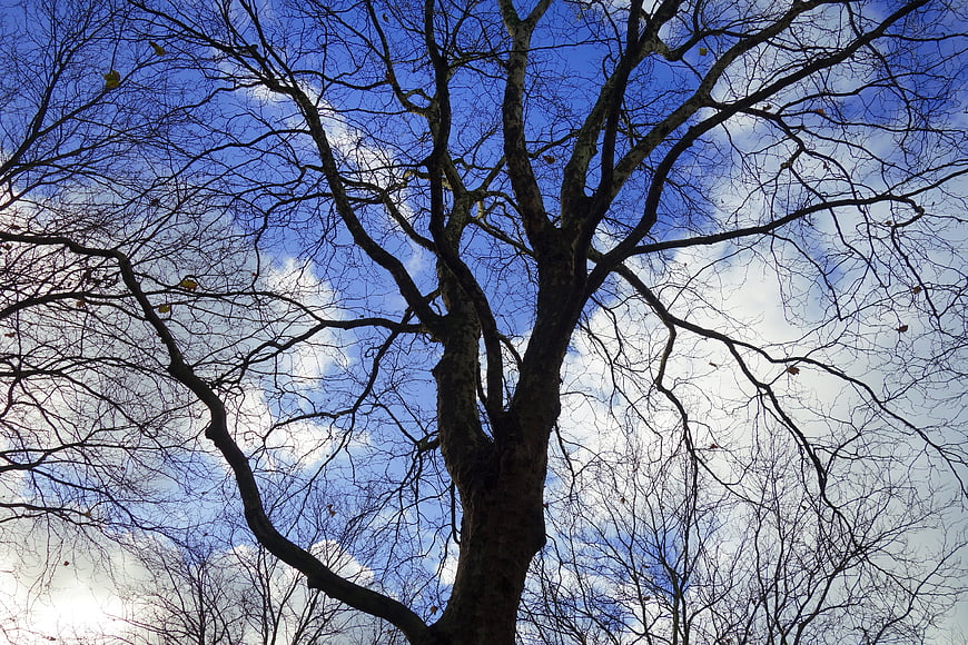 Low angle view of bare winter tree branches against blue sky