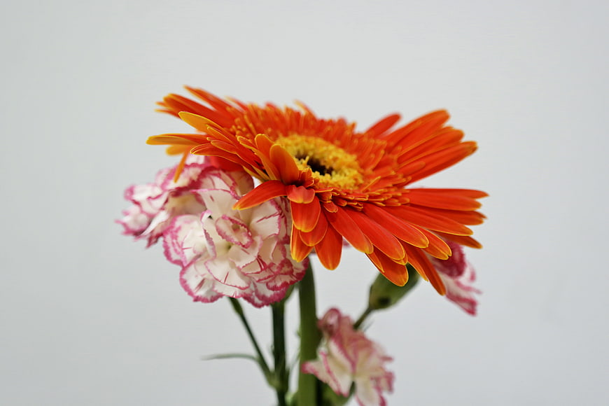 Orange Gerbera Daisy and Pink Carnation on White Background