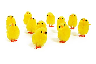 Group of cute yellow fluffy chicks on white background