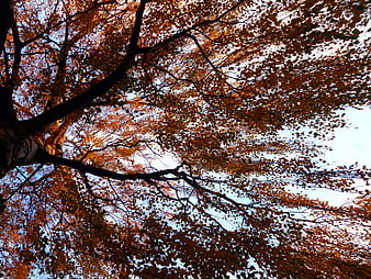 Low angle view of birch tree branches with autumn leaves against sky