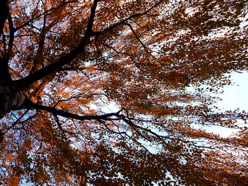 Low angle view of birch tree branches with autumn leaves against sky