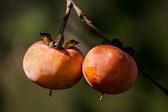 Two Ripe Wild Persimmons Hanging On A Branch In Autumn