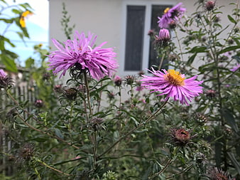 Purple Asters Blooming in Garden with House Background
