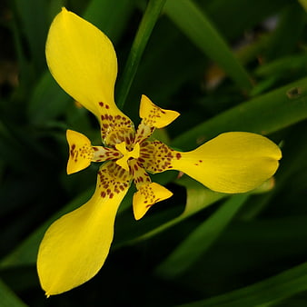 Close-up of Yellow Spotted Crested Iris Flower