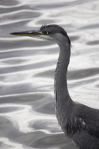 Close-up of Great Blue Heron Head and Neck in Water