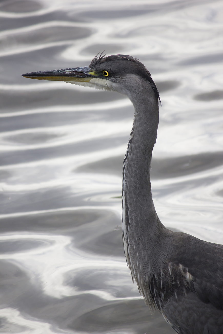 Close-up of Great Blue Heron Head and Neck in Water