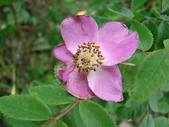 Close-up of a pink wild rose flower with green leaves