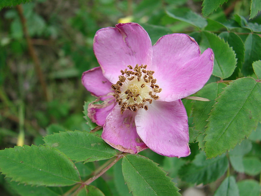 Close-up of a pink wild rose flower with green leaves