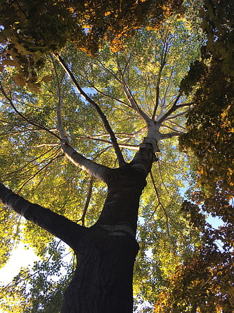 Low angle view of tall tree trunk with green and yellow leaves against blue sky
