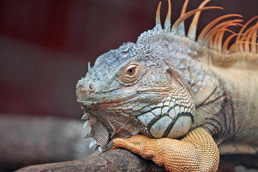 Close-up of a Green Iguana Resting on a Branch