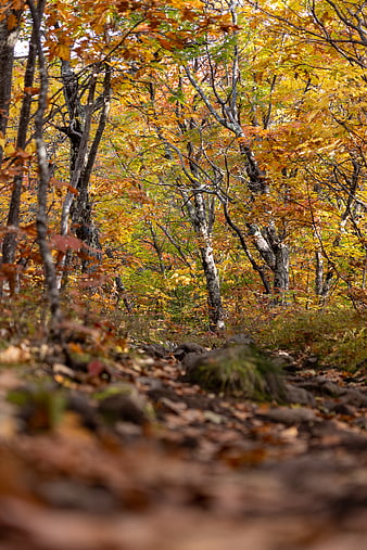 Autumn Forest Trail with Vibrant Yellow and Orange Foliage