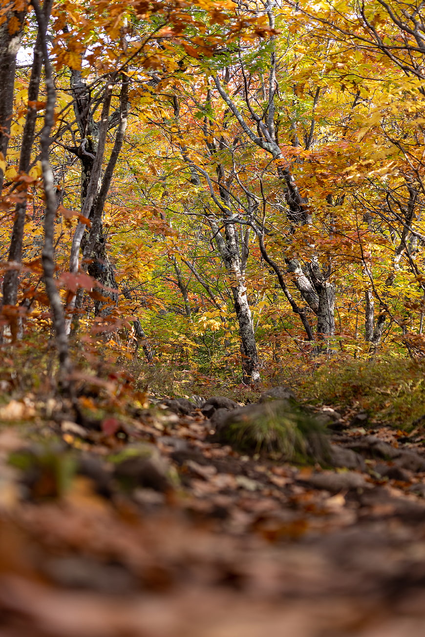 Autumn Forest Trail with Vibrant Yellow and Orange Foliage