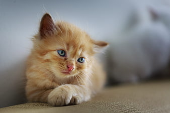 Cute fluffy orange kitten with blue eyes resting on sofa