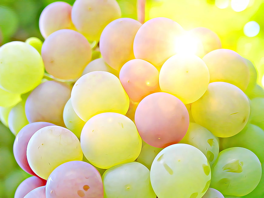 Close-up of Sunlit Pink and Green Grapes