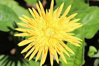 Close-up of a vibrant yellow dandelion flower in sunlight