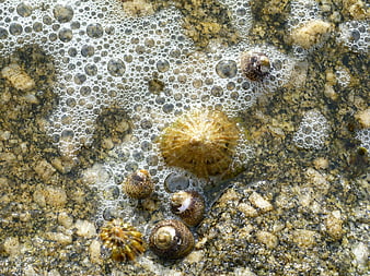 Sea snails and limpets on wet rocks with ocean foam