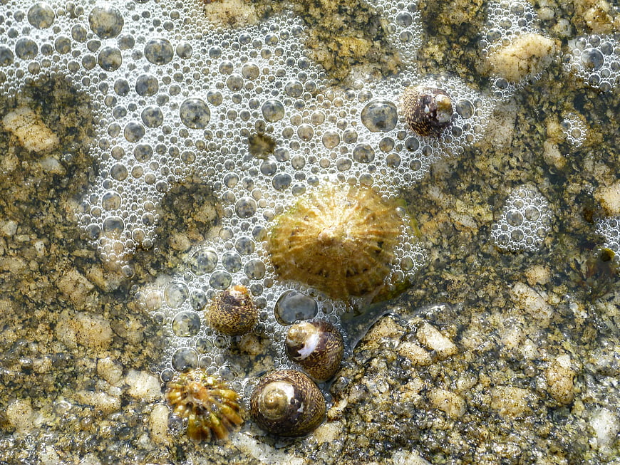 Sea snails and limpets on wet rocks with ocean foam