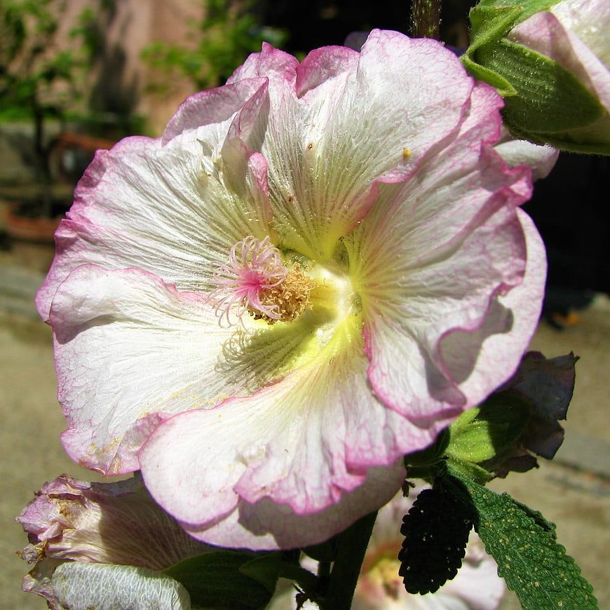 Close-up of a pink and white hollyhock flower in sunlight