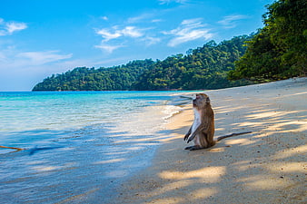 Wild Macaque Monkey Sitting on Tropical Beach in Thailand