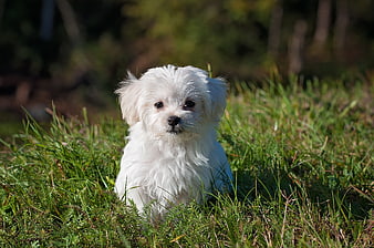 Cute White Maltese Puppy Sitting in Green Grass
