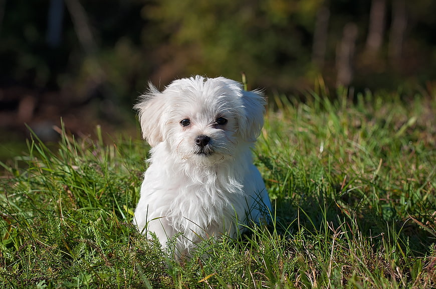 Cute White Maltese Puppy Sitting in Green Grass
