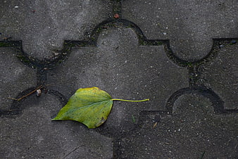 Single yellow autumn leaf on gray pavement