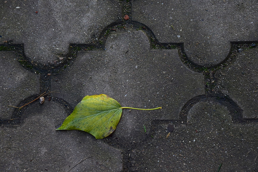 Single yellow autumn leaf on gray pavement