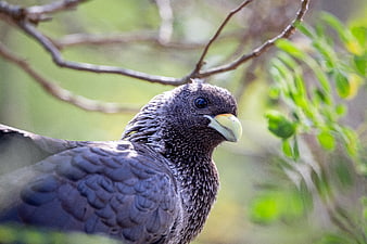 Close-up of a Black Vulture in a Tree