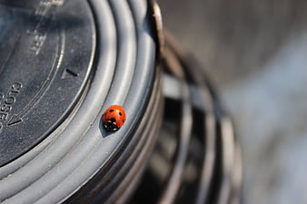 Close-up of a ladybug on a camera lens cap