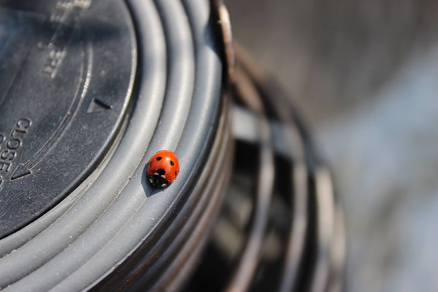 Close-up of a ladybug on a camera lens cap