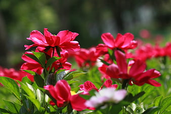 Vibrant Red Peony Flowers Blooming In A Lush Green Garden