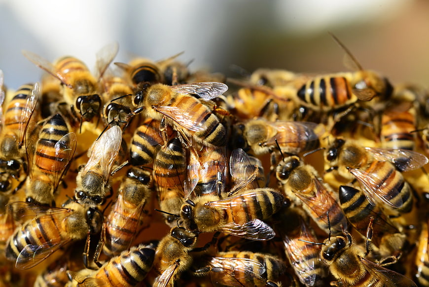 Close-up of Honeybees Clustered on Hive