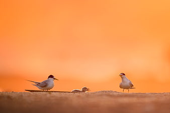Sand Martin Family on Beach at Sunset