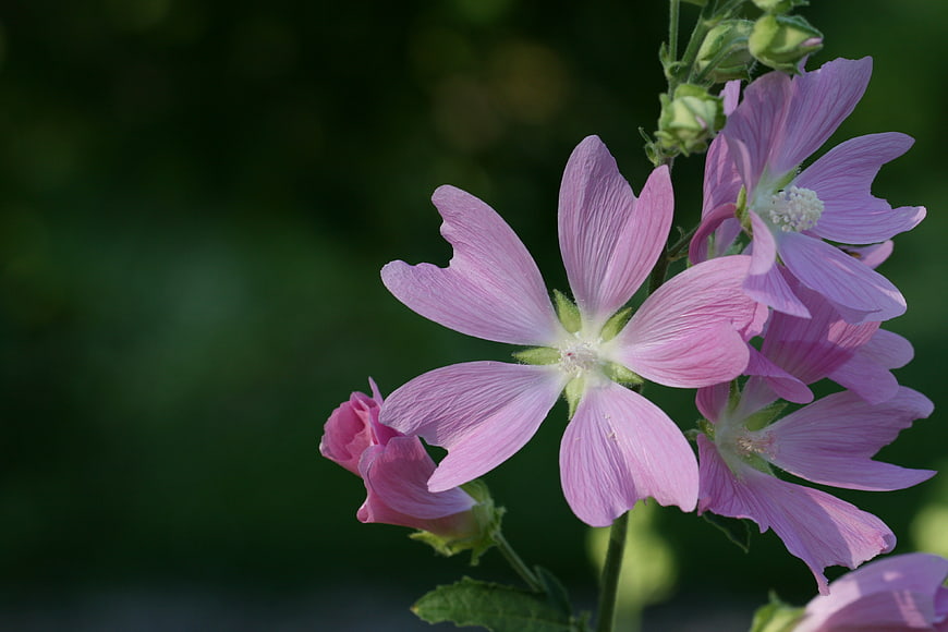 Pink Hollyhock Flowers with Green Blurred Background