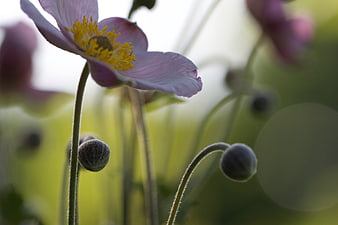 Close-up of delicate pink anemone flower with yellow center