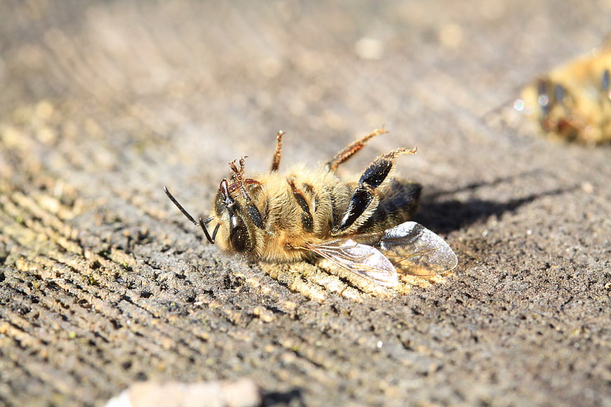Close-up of a dead honeybee lying on rough wood