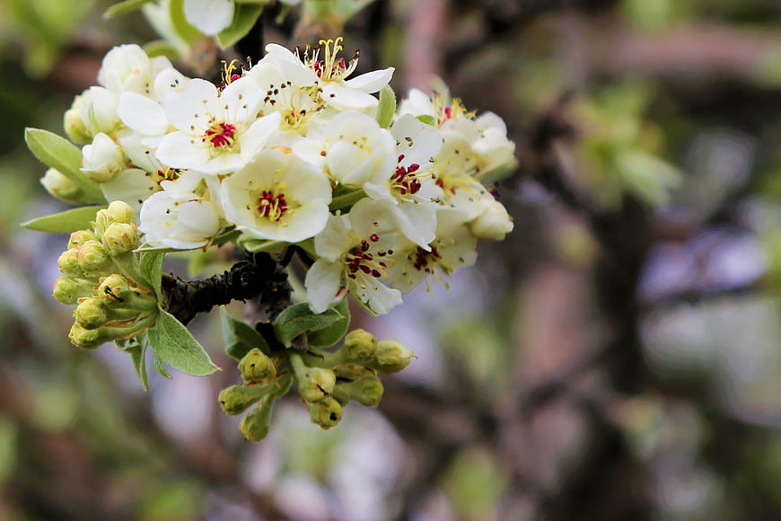 Close-up of white spring blossoms on a tree branch