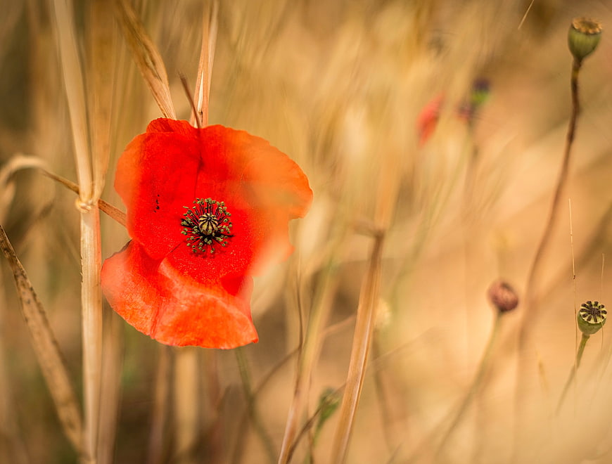 Vibrant Red Poppy Flower in Golden Wheat Field