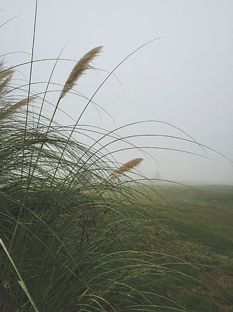 Tall ornamental grass swaying in foggy field