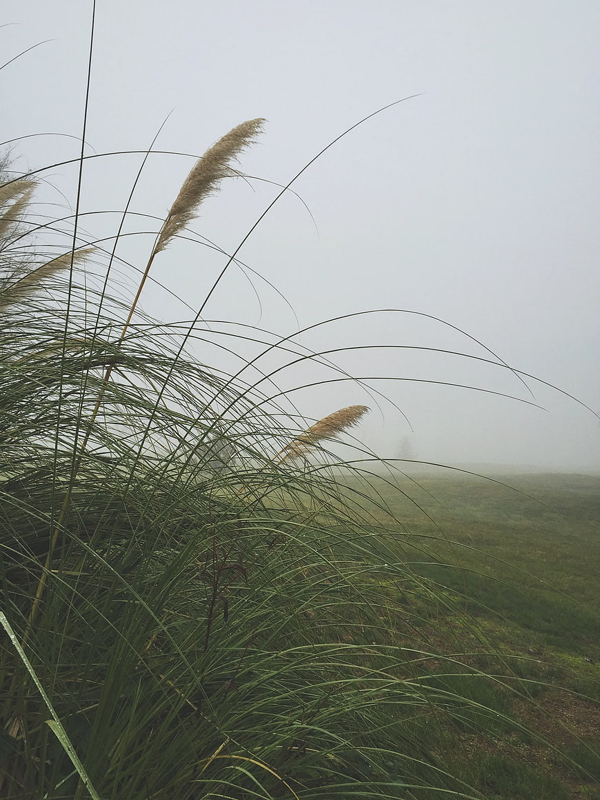 Tall ornamental grass swaying in foggy field