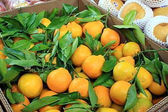 Fresh Oranges with Green Leaves in Cardboard Box