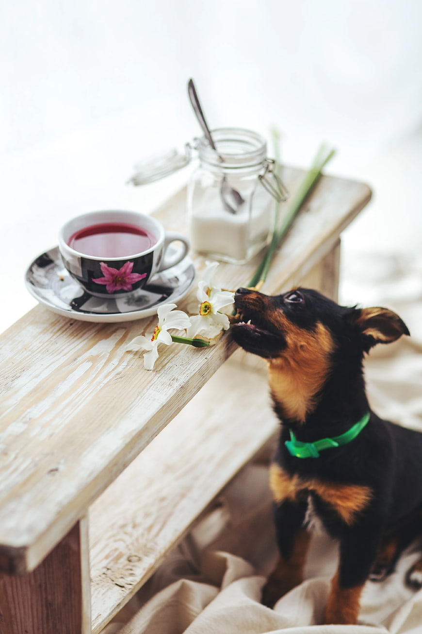 Cute puppy sniffing daffodils on wooden table with tea