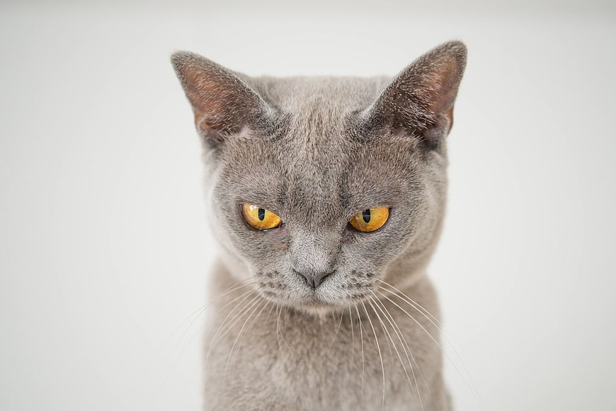 Closeup Portrait of Gray Cat with Yellow Eyes