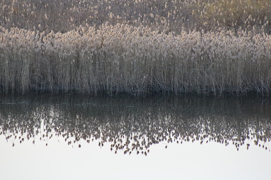 Serene Autumn Reeds Reflecting in Calm Water